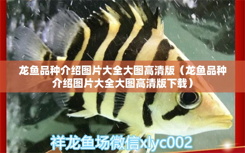 龍魚品種介紹圖片大全大圖高清版（龍魚品種介紹圖片大全大圖高清版下載）