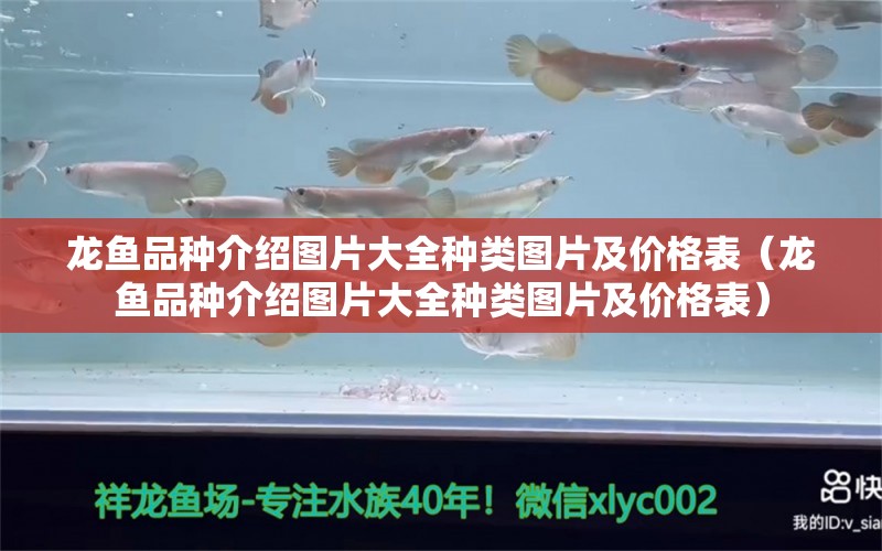 龍魚品種介紹圖片大全種類圖片及價格表（龍魚品種介紹圖片大全種類圖片及價格表）