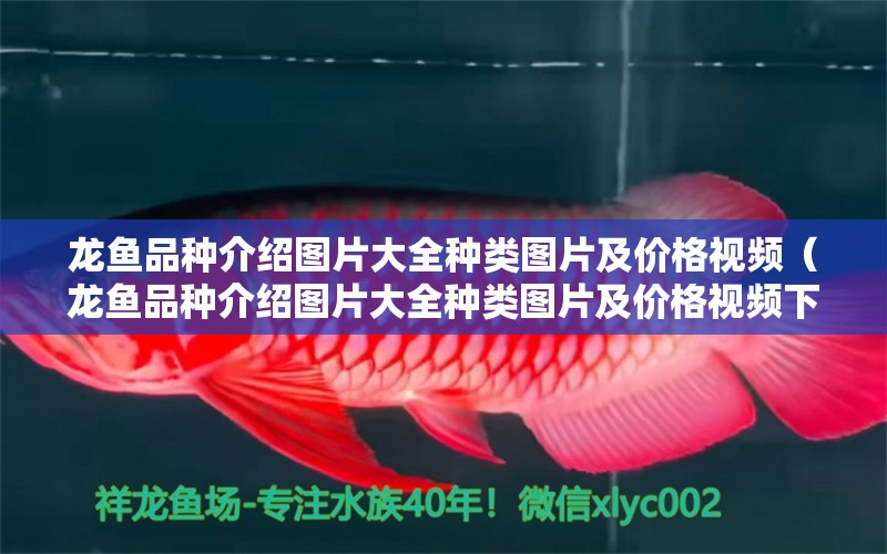 龍魚品種介紹圖片大全種類圖片及價格視頻（龍魚品種介紹圖片大全種類圖片及價格視頻下載） 龍魚疾病與治療