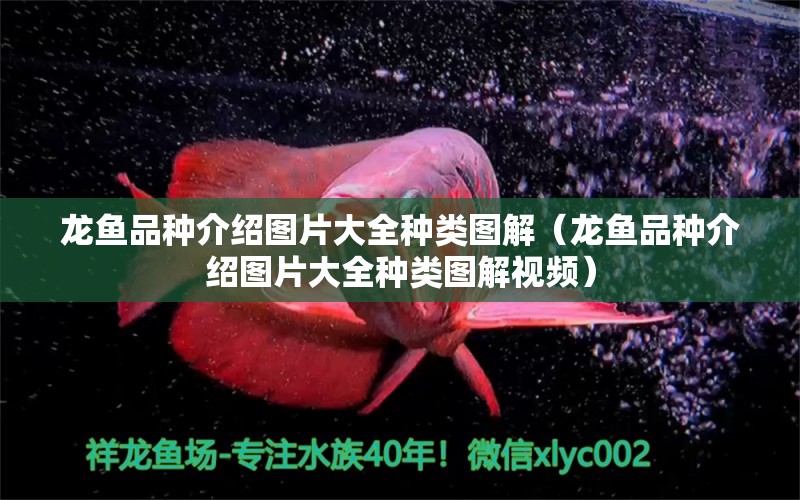 龍魚品種介紹圖片大全種類圖解（龍魚品種介紹圖片大全種類圖解視頻）