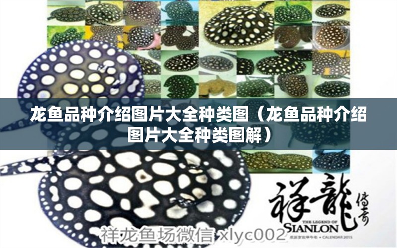 龍魚(yú)品種介紹圖片大全種類圖（龍魚(yú)品種介紹圖片大全種類圖解） 龍魚(yú)疾病與治療