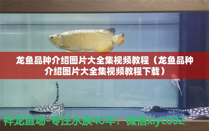 龍魚品種介紹圖片大全集視頻教程（龍魚品種介紹圖片大全集視頻教程下載）