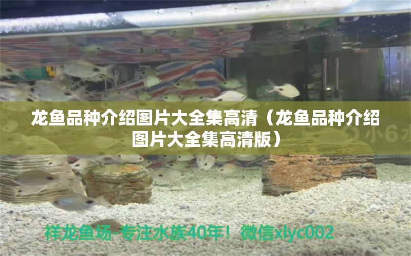 龍魚品種介紹圖片大全集高清（龍魚品種介紹圖片大全集高清版）