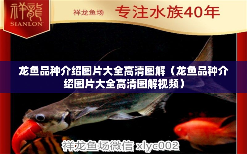 龍魚品種介紹圖片大全高清圖解（龍魚品種介紹圖片大全高清圖解視頻）