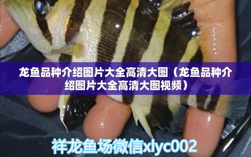 龍魚品種介紹圖片大全高清大圖（龍魚品種介紹圖片大全高清大圖視頻）