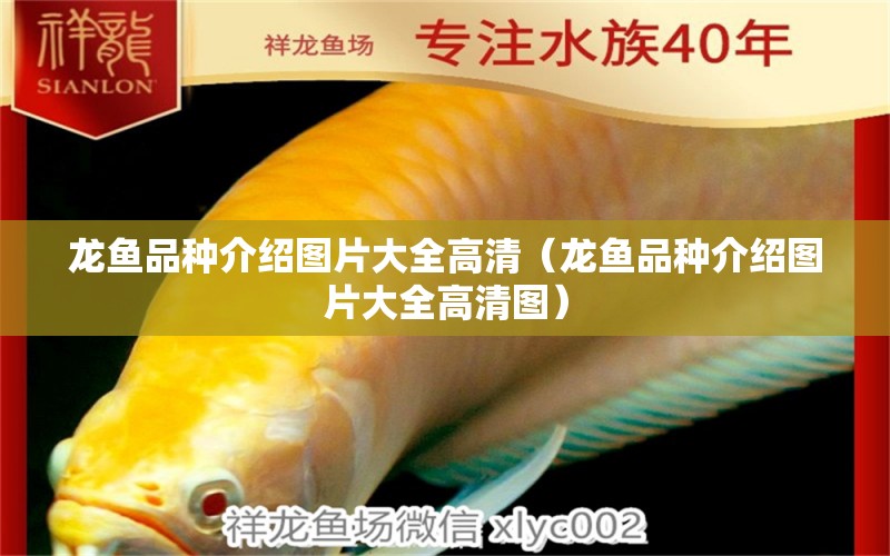 龍魚品種介紹圖片大全高清（龍魚品種介紹圖片大全高清圖）