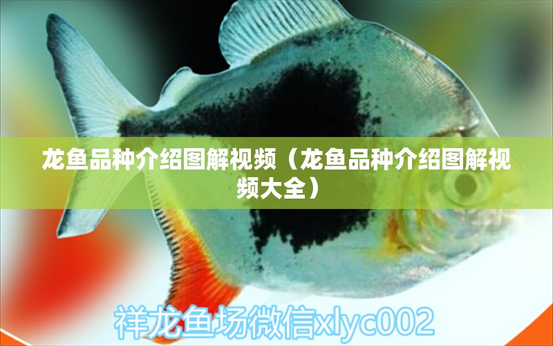 龍魚品種介紹圖解視頻（龍魚品種介紹圖解視頻大全）