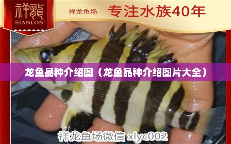 龍魚品種介紹圖（龍魚品種介紹圖片大全）