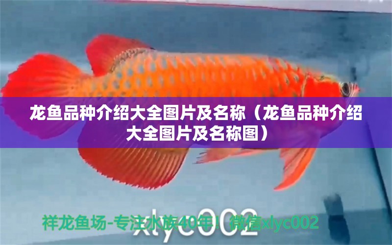 龍魚品種介紹大全圖片及名稱（龍魚品種介紹大全圖片及名稱圖）