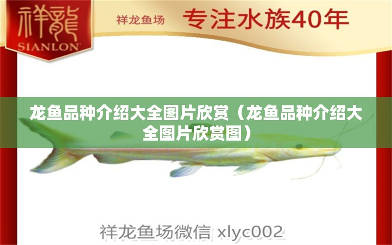 龍魚(yú)品種介紹大全圖片欣賞（龍魚(yú)品種介紹大全圖片欣賞圖）