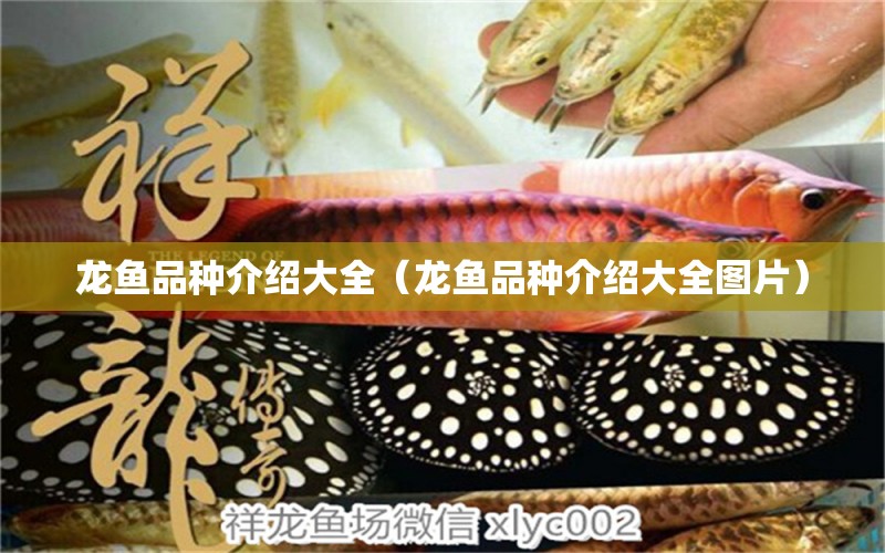 龍魚品種介紹大全（龍魚品種介紹大全圖片）