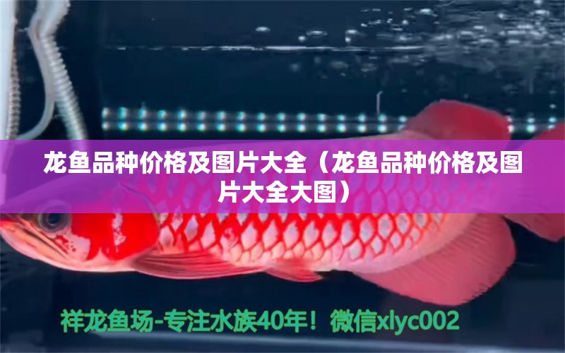 龍魚品種價格及圖片大全（龍魚品種價格及圖片大全大圖） 廣州龍魚批發(fā)市場