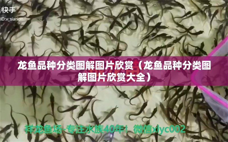 龍魚品種分類圖解圖片欣賞（龍魚品種分類圖解圖片欣賞大全）