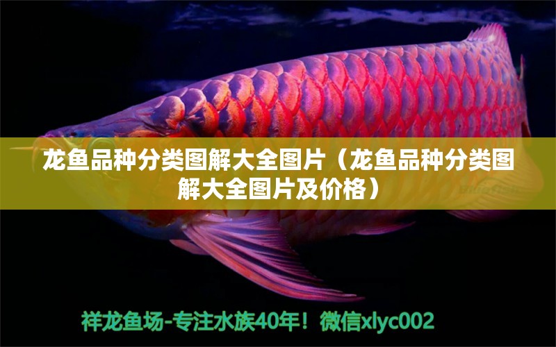 龍魚品種分類圖解大全圖片（龍魚品種分類圖解大全圖片及價格）