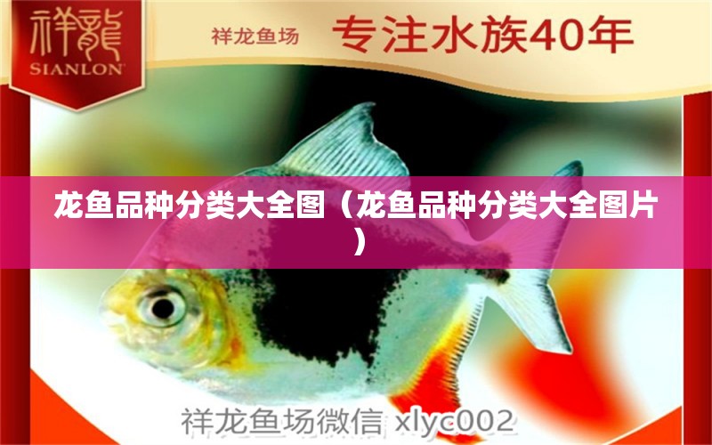 龍魚品種分類大全圖（龍魚品種分類大全圖片） 龍魚疾病與治療