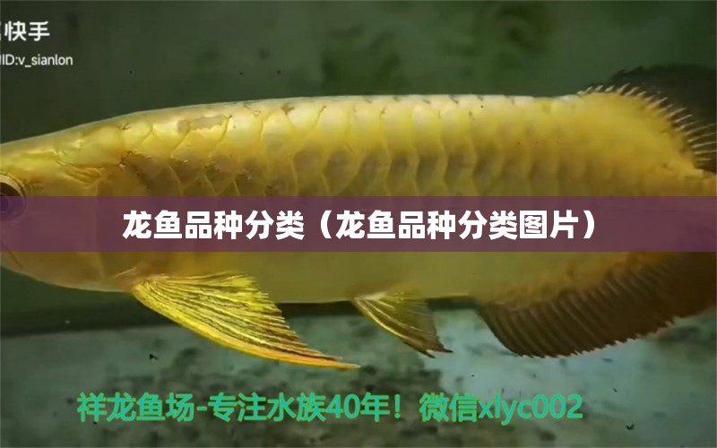 龍魚品種分類（龍魚品種分類圖片） 龍魚疾病與治療