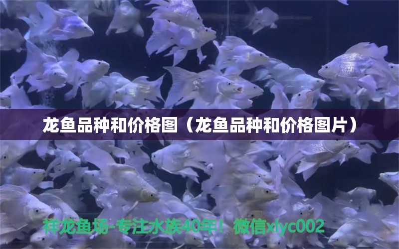 龍魚(yú)品種和價(jià)格圖（龍魚(yú)品種和價(jià)格圖片） 龍魚(yú)疾病與治療