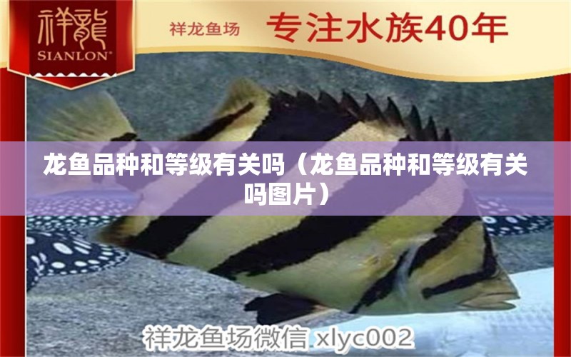 龍魚品種和等級有關(guān)嗎（龍魚品種和等級有關(guān)嗎圖片）