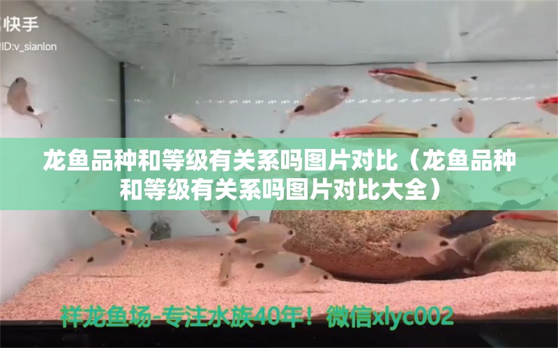 龍魚品種和等級有關(guān)系嗎圖片對比（龍魚品種和等級有關(guān)系嗎圖片對比大全）