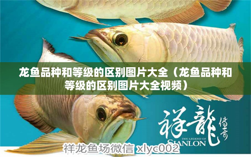 龍魚品種和等級的區(qū)別圖片大全（龍魚品種和等級的區(qū)別圖片大全視頻）