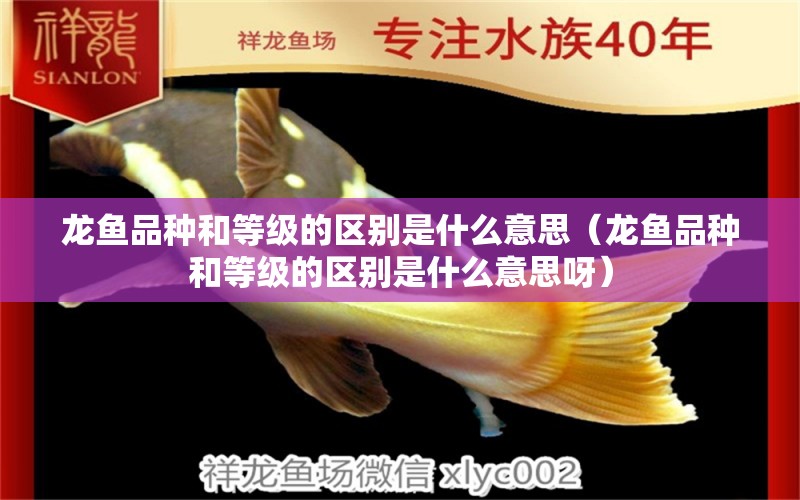 龍魚品種和等級的區(qū)別是什么意思（龍魚品種和等級的區(qū)別是什么意思呀）