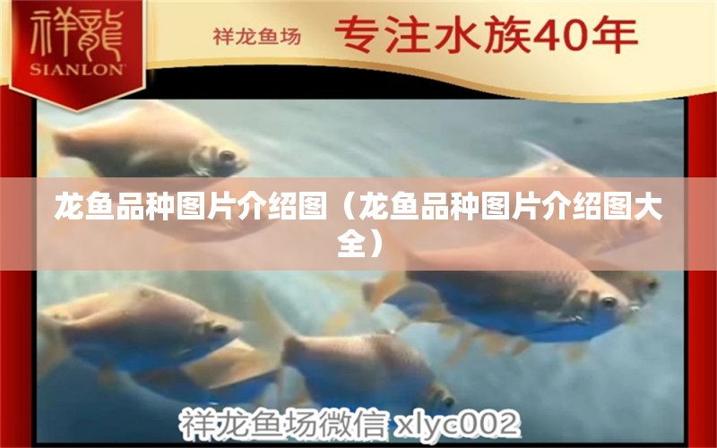 龍魚品種圖片介紹圖（龍魚品種圖片介紹圖大全） 龍魚疾病與治療