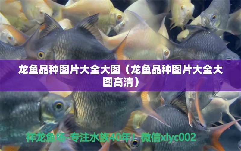 龍魚品種圖片大全大圖（龍魚品種圖片大全大圖高清） 龍魚疾病與治療