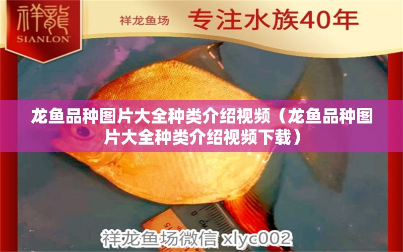 龍魚品種圖片大全種類介紹視頻（龍魚品種圖片大全種類介紹視頻下載） 龍魚疾病與治療