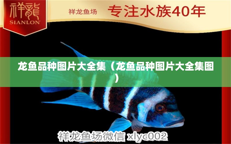 龍魚品種圖片大全集（龍魚品種圖片大全集圖） 龍魚疾病與治療