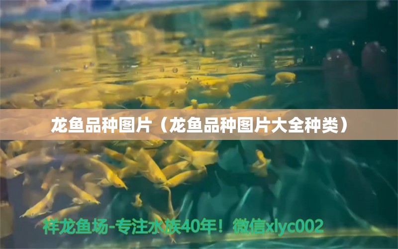 龍魚品種圖片（龍魚品種圖片大全種類）