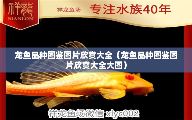 龍魚(yú)品種圖鑒圖片欣賞大全（龍魚(yú)品種圖鑒圖片欣賞大全大圖） 龍魚(yú)疾病與治療