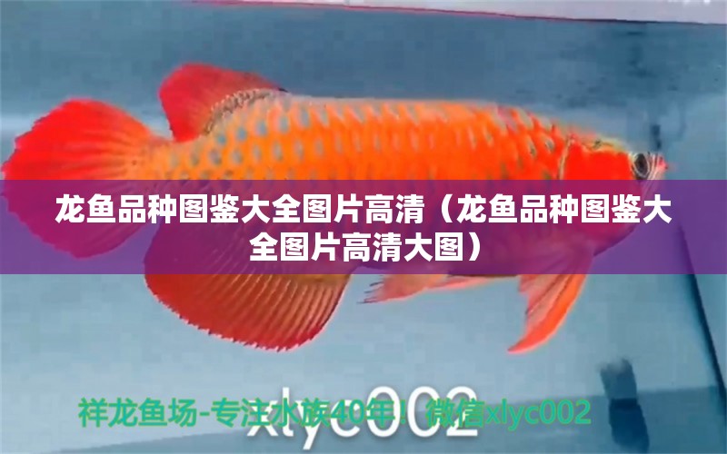 龍魚品種圖鑒大全圖片高清（龍魚品種圖鑒大全圖片高清大圖） 龍魚疾病與治療