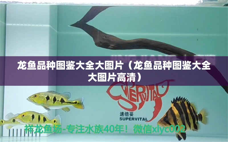 龍魚品種圖鑒大全大圖片（龍魚品種圖鑒大全大圖片高清）