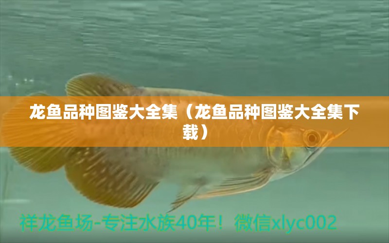 龍魚品種圖鑒大全集（龍魚品種圖鑒大全集下載） 龍魚疾病與治療