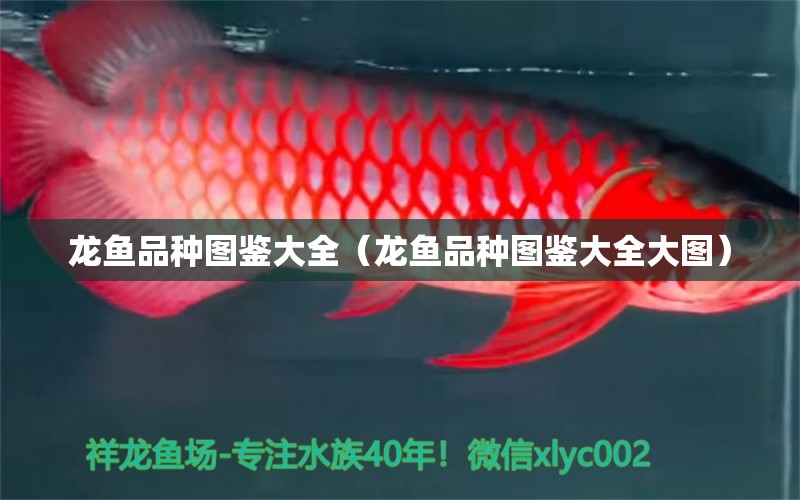 龍魚品種圖鑒大全（龍魚品種圖鑒大全大圖）