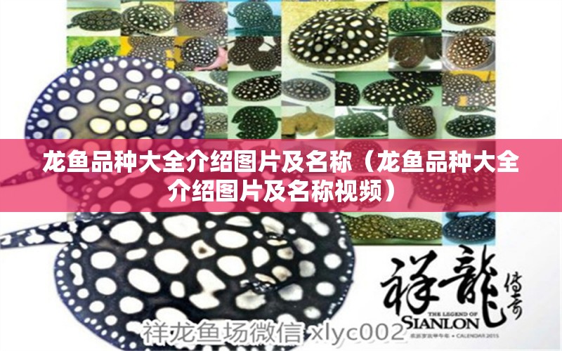 龍魚品種大全介紹圖片及名稱（龍魚品種大全介紹圖片及名稱視頻） 龍魚疾病與治療