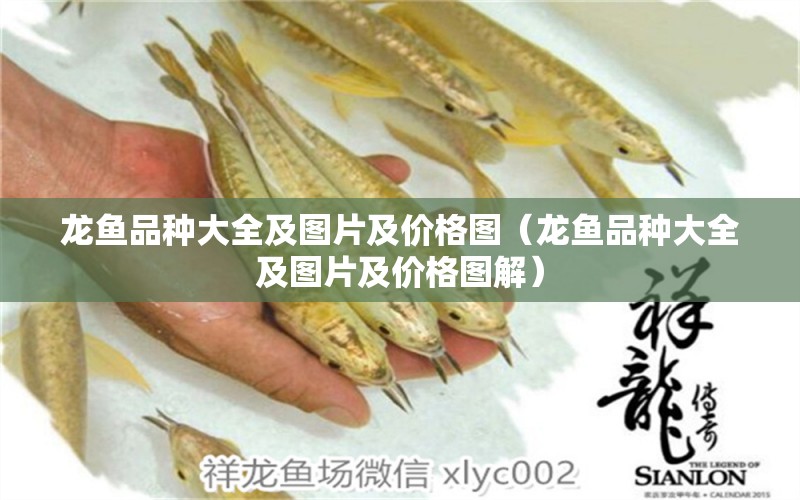 龍魚品種大全及圖片及價(jià)格圖（龍魚品種大全及圖片及價(jià)格圖解） 龍魚疾病與治療