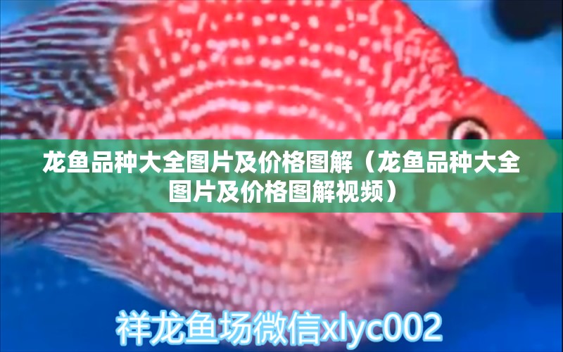 龍魚品種大全圖片及價格圖解（龍魚品種大全圖片及價格圖解視頻） 龍魚疾病與治療