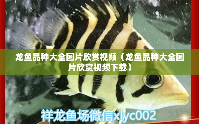 龍魚品種大全圖片欣賞視頻（龍魚品種大全圖片欣賞視頻下載） 龍魚疾病與治療