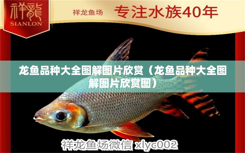 龍魚(yú)品種大全圖解圖片欣賞（龍魚(yú)品種大全圖解圖片欣賞圖）