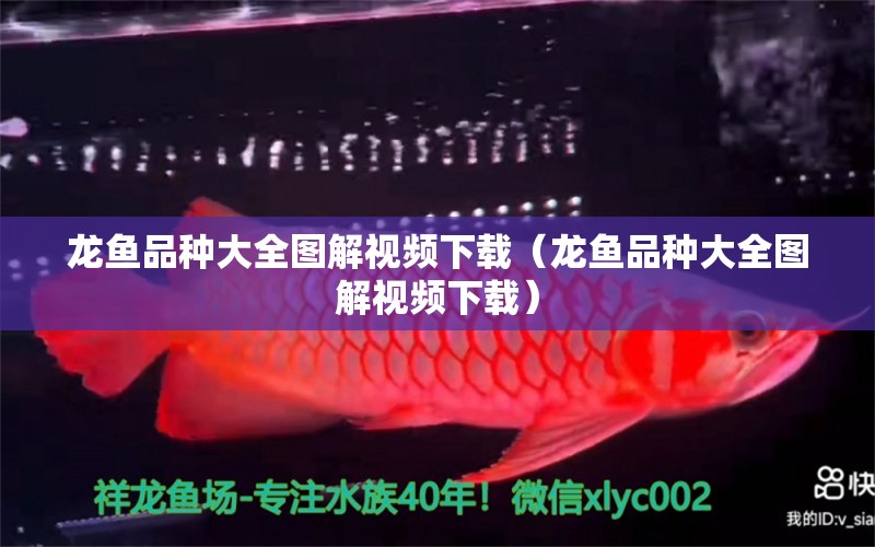 龍魚(yú)品種大全圖解視頻下載（龍魚(yú)品種大全圖解視頻下載）