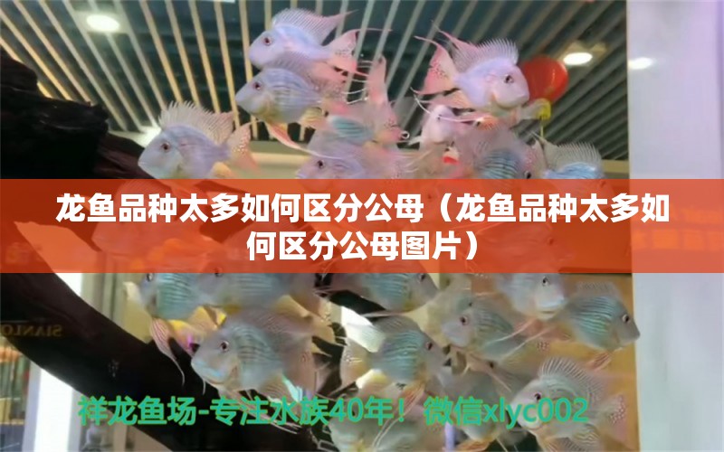 龍魚品種太多如何區(qū)分公母（龍魚品種太多如何區(qū)分公母圖片）