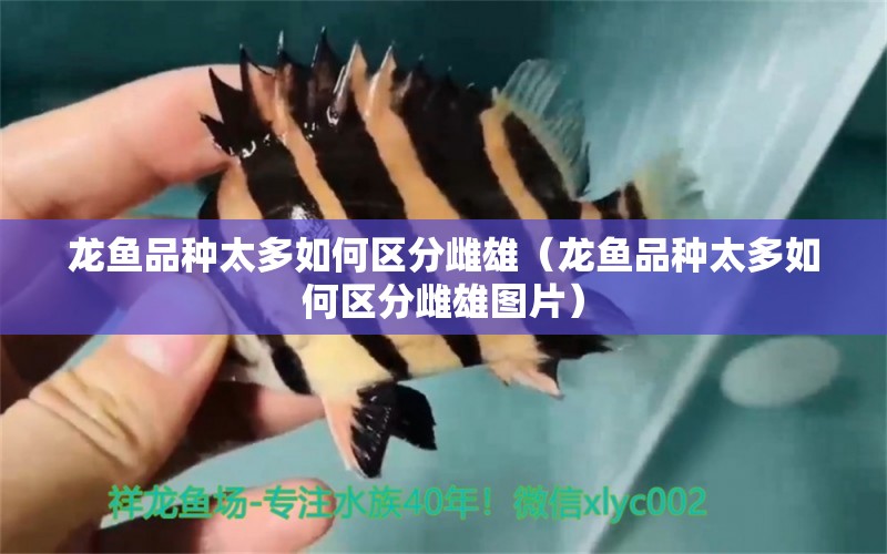 龍魚品種太多如何區(qū)分雌雄（龍魚品種太多如何區(qū)分雌雄圖片）