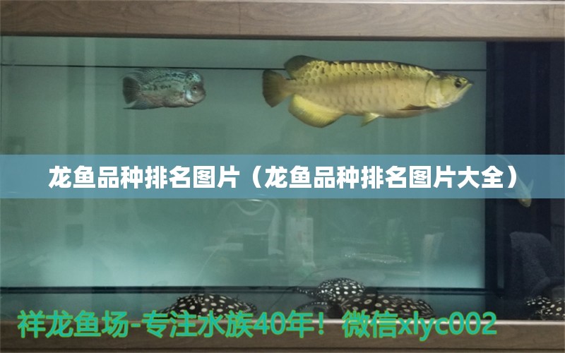 龍魚品種排名圖片（龍魚品種排名圖片大全）