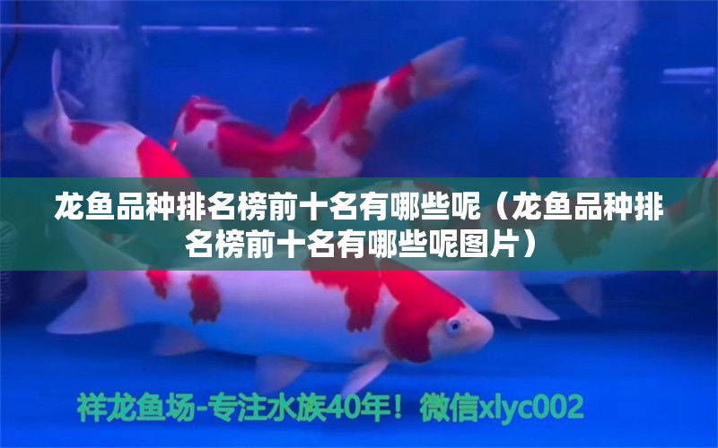 龍魚品種排名榜前十名有哪些呢（龍魚品種排名榜前十名有哪些呢圖片） 龍魚疾病與治療