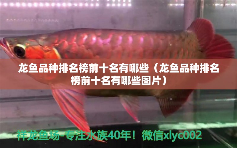 龍魚品種排名榜前十名有哪些（龍魚品種排名榜前十名有哪些圖片）