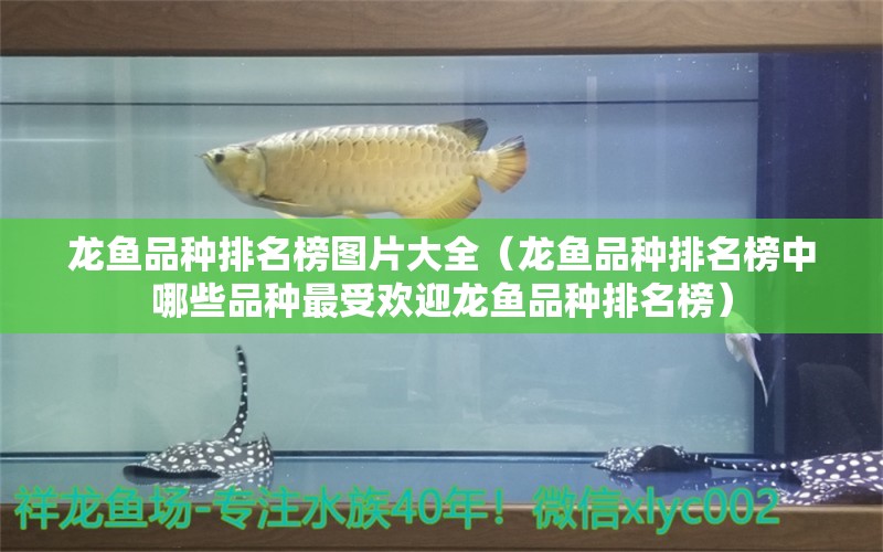 龍魚品種排名榜圖片大全（龍魚品種排名榜中哪些品種最受歡迎龍魚品種排名榜） 水族問答 第1張