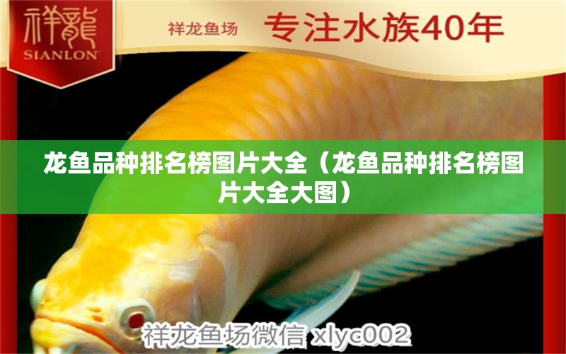 龍魚品種排名榜圖片大全（龍魚品種排名榜圖片大全大圖） 龍魚疾病與治療