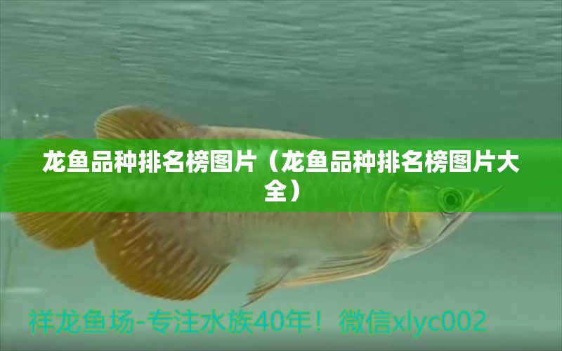 龍魚(yú)品種排名榜圖片（龍魚(yú)品種排名榜圖片大全） 龍魚(yú)疾病與治療