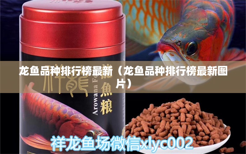 龍魚品種排行榜最新（龍魚品種排行榜最新圖片） 龍魚疾病與治療